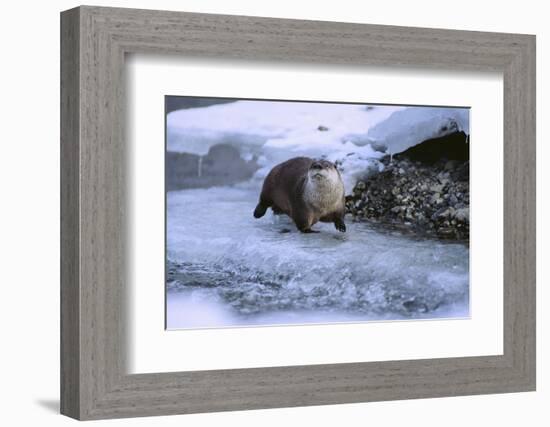 River Otter on Icy Riverbank-DLILLC-Framed Photographic Print