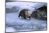 River Otter on Icy Riverbank-DLILLC-Mounted Photographic Print