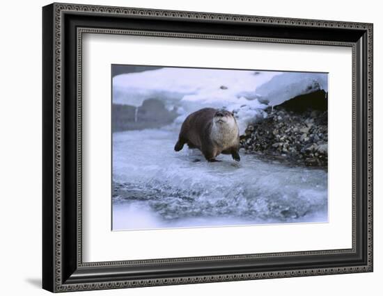 River Otter on Icy Riverbank-DLILLC-Framed Photographic Print