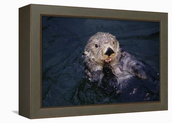 River Otter Swimming-DLILLC-Framed Premier Image Canvas