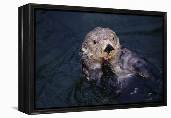 River Otter Swimming-DLILLC-Framed Premier Image Canvas