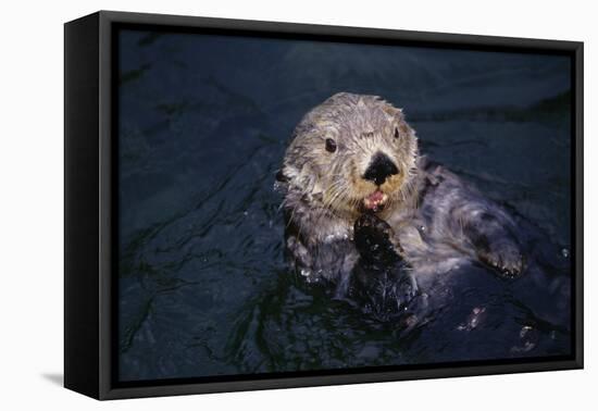 River Otter Swimming-DLILLC-Framed Premier Image Canvas