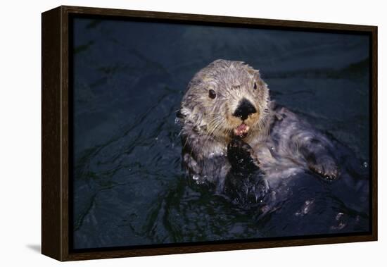 River Otter Swimming-DLILLC-Framed Premier Image Canvas