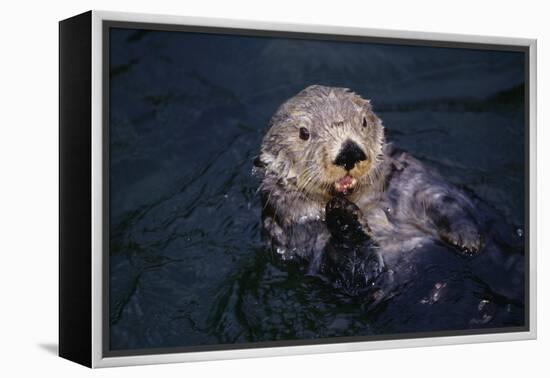 River Otter Swimming-DLILLC-Framed Premier Image Canvas