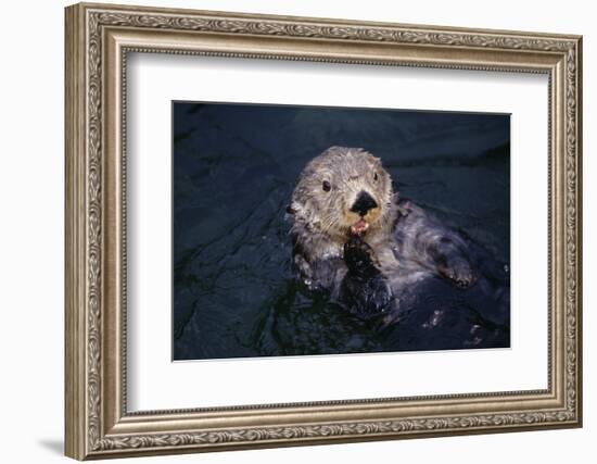 River Otter Swimming-DLILLC-Framed Photographic Print