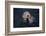 River Otter Swimming-DLILLC-Framed Photographic Print