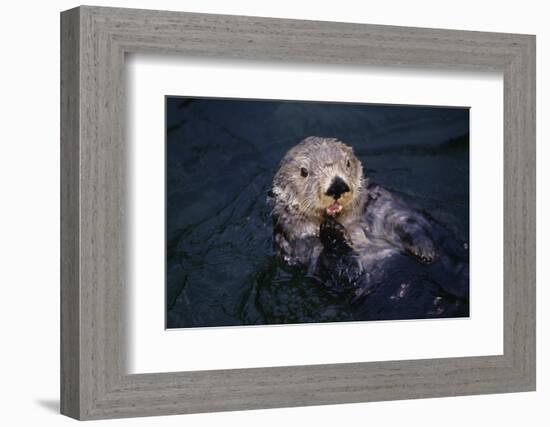 River Otter Swimming-DLILLC-Framed Photographic Print