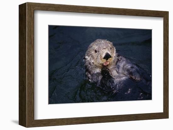 River Otter Swimming-DLILLC-Framed Photographic Print