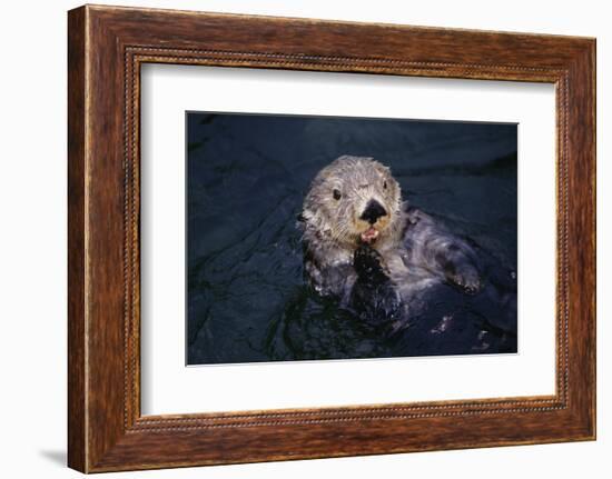 River Otter Swimming-DLILLC-Framed Photographic Print