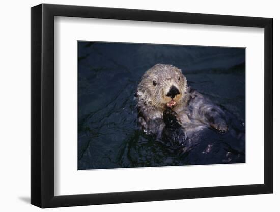 River Otter Swimming-DLILLC-Framed Photographic Print