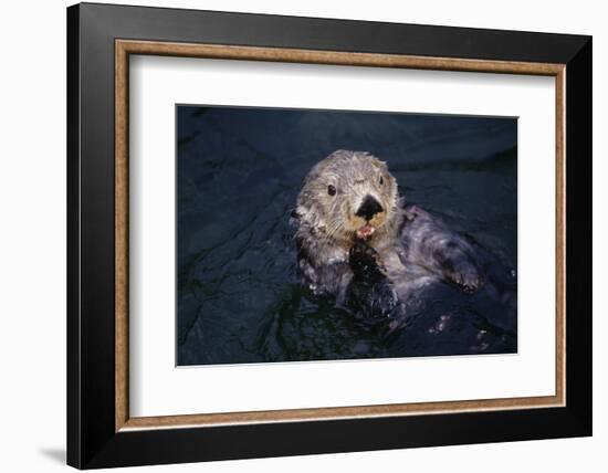 River Otter Swimming-DLILLC-Framed Photographic Print