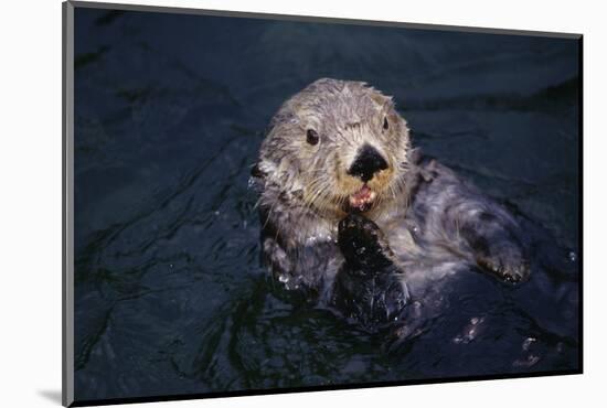 River Otter Swimming-DLILLC-Mounted Photographic Print