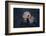 River Otter Swimming-DLILLC-Framed Photographic Print