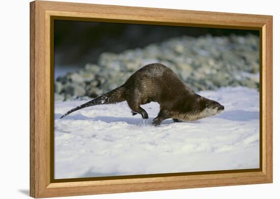 River Otter-DLILLC-Framed Premier Image Canvas