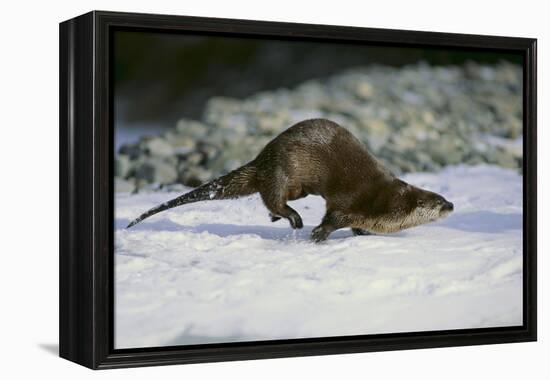 River Otter-DLILLC-Framed Premier Image Canvas