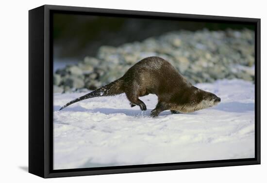 River Otter-DLILLC-Framed Premier Image Canvas