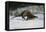 River Otter-DLILLC-Framed Premier Image Canvas