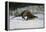 River Otter-DLILLC-Framed Premier Image Canvas