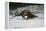 River Otter-DLILLC-Framed Premier Image Canvas