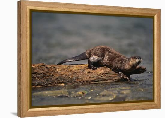 River Otter-DLILLC-Framed Premier Image Canvas