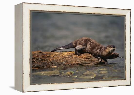 River Otter-DLILLC-Framed Premier Image Canvas