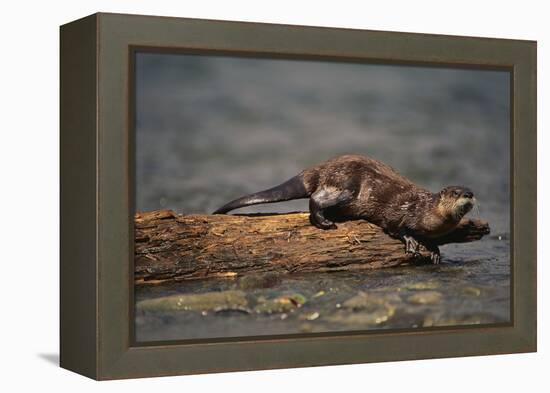 River Otter-DLILLC-Framed Premier Image Canvas