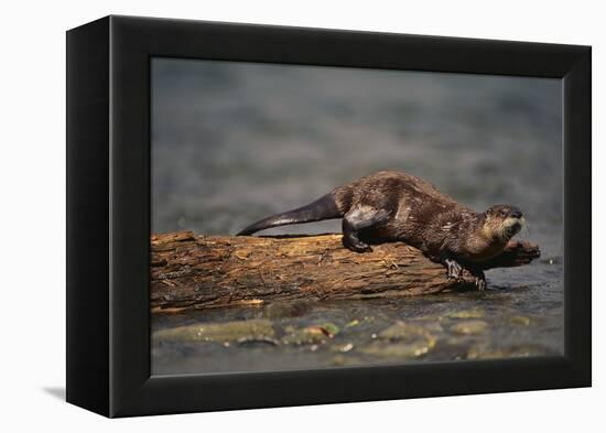 River Otter-DLILLC-Framed Premier Image Canvas