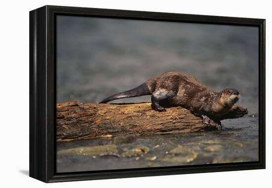 River Otter-DLILLC-Framed Premier Image Canvas