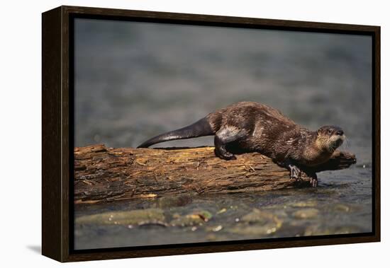 River Otter-DLILLC-Framed Premier Image Canvas