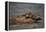 River Otter-DLILLC-Framed Premier Image Canvas