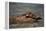 River Otter-DLILLC-Framed Premier Image Canvas