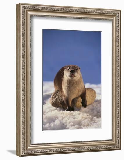 River Otter-DLILLC-Framed Photographic Print