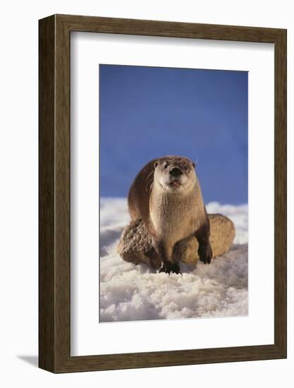 River Otter-DLILLC-Framed Photographic Print