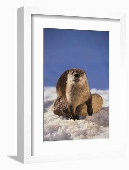 River Otter-DLILLC-Framed Photographic Print