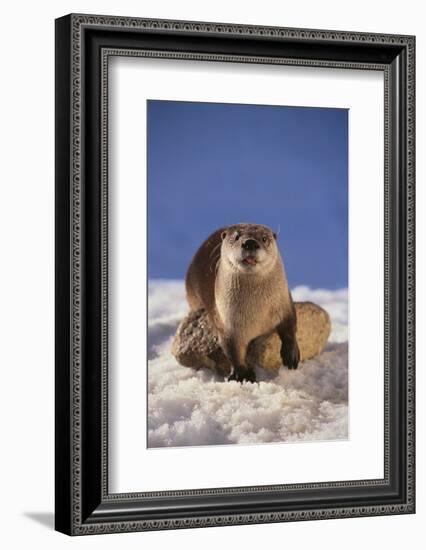 River Otter-DLILLC-Framed Photographic Print