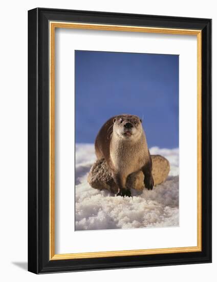 River Otter-DLILLC-Framed Photographic Print