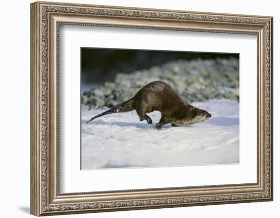 River Otter-DLILLC-Framed Photographic Print