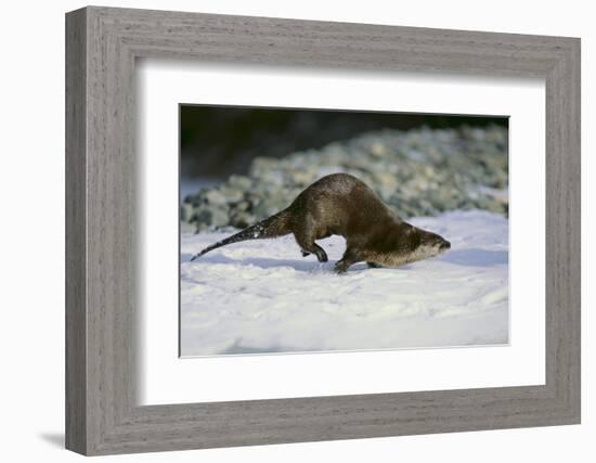 River Otter-DLILLC-Framed Photographic Print