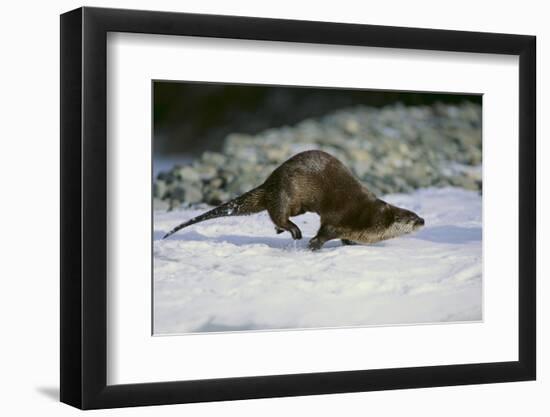 River Otter-DLILLC-Framed Photographic Print