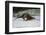 River Otter-DLILLC-Framed Photographic Print