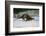 River Otter-DLILLC-Framed Photographic Print