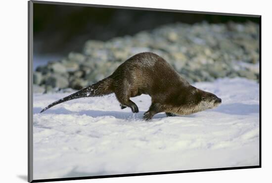 River Otter-DLILLC-Mounted Photographic Print