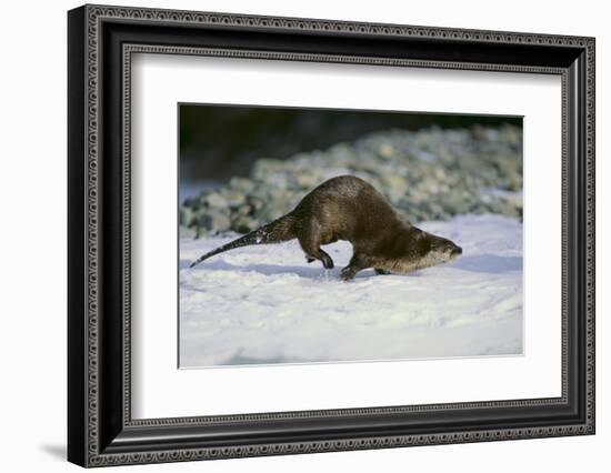 River Otter-DLILLC-Framed Photographic Print