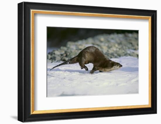 River Otter-DLILLC-Framed Photographic Print