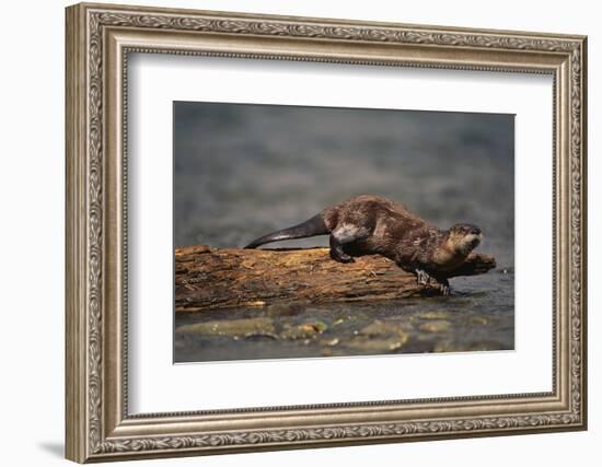 River Otter-DLILLC-Framed Photographic Print