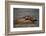 River Otter-DLILLC-Framed Photographic Print