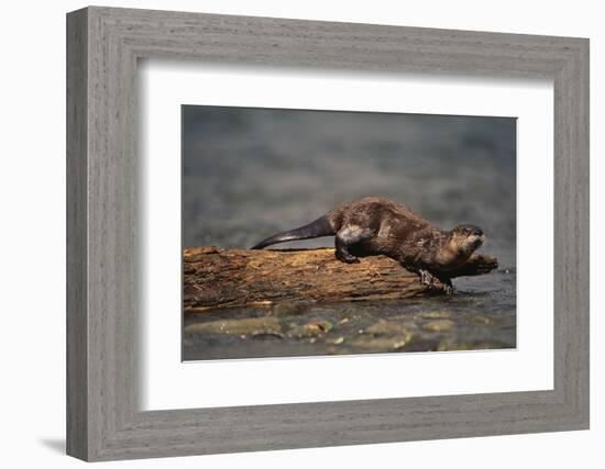 River Otter-DLILLC-Framed Photographic Print