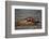 River Otter-DLILLC-Framed Photographic Print