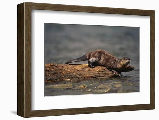 River Otter-DLILLC-Framed Photographic Print