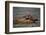 River Otter-DLILLC-Framed Photographic Print